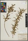 Foto von Salix alba subsp. vitellina (L.) Arcang.